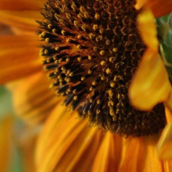 Meet your Posher, Billiejo - Picture 1 of 1